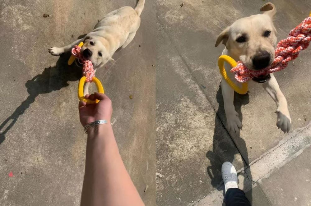 Heavy-Duty Dog Tug Toy – Cotton Rope with Rubber Ring for Large Breeds - image 3