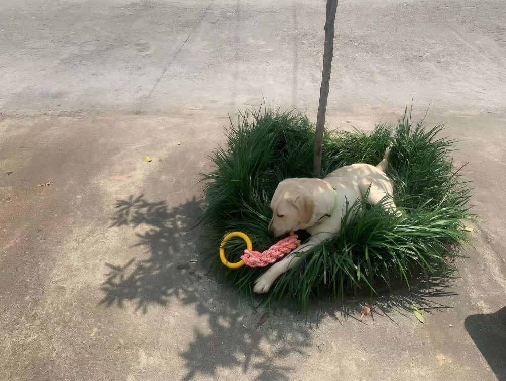 Heavy-Duty Dog Tug Toy – Cotton Rope with Rubber Ring for Large Breeds - image 2