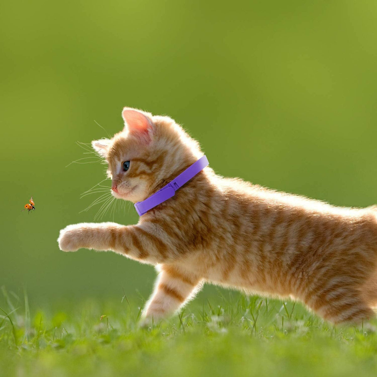 3-Pack Lavender Calming Collars for Cats – Adjustable 38cm